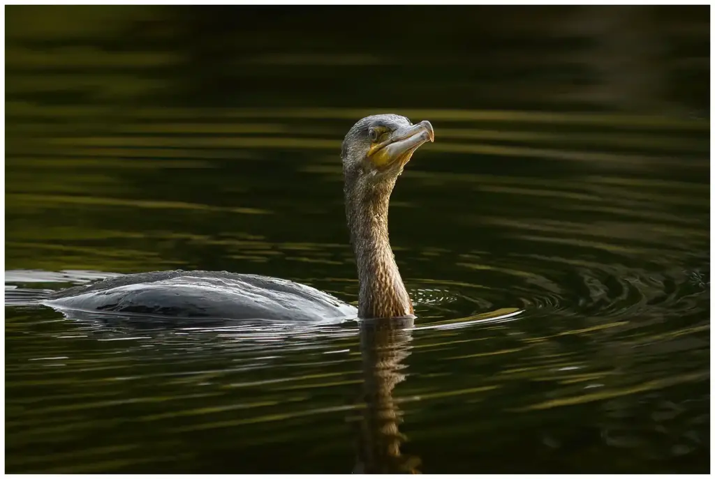 Storskarv - (Great Cormorant)