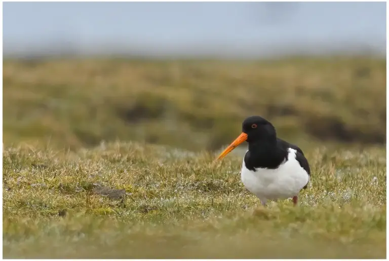Strandskata - Eurasian Oystercatcher stranskata på gräsmatta