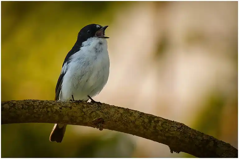 fåglar i naturen,fågelbilder