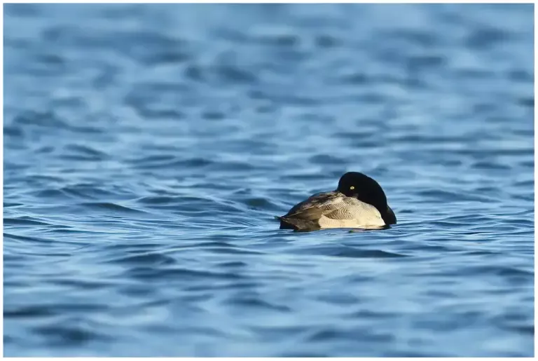 Bergand - (Greater Scaup)