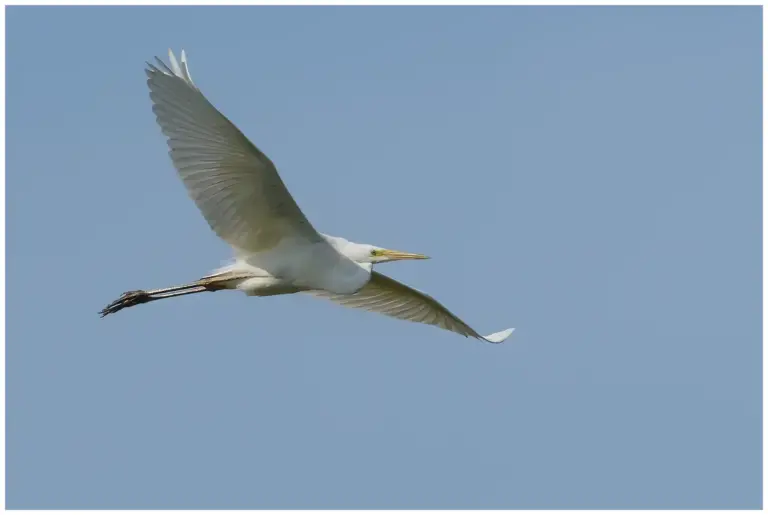 Ägretthäger - (Great white Heron)