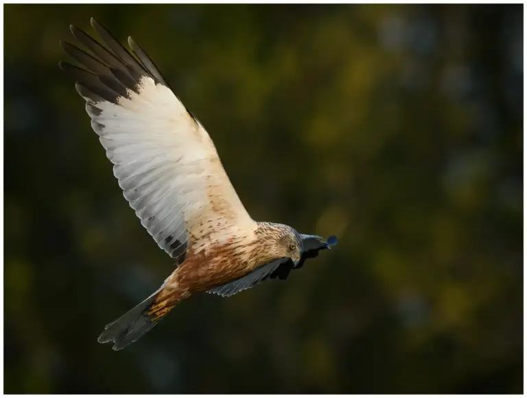 Brun Kärrhök - (Western Marsh Harrier)