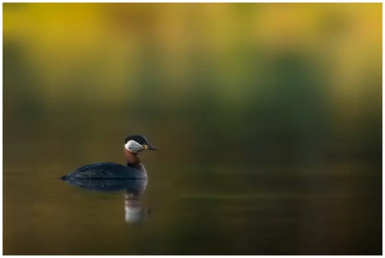 Gråhakedopping - (Red-necked Grebe)