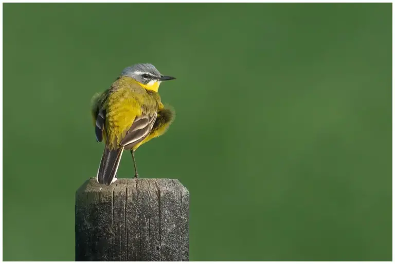 Gulärla - (Yellow Wagtail)