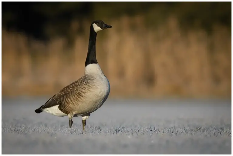 Kanadagås - (Canada Goose)