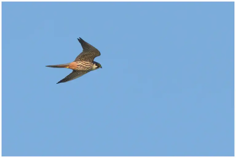 Lärkfalk - (Eurasian Hobby)