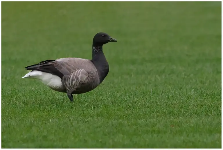 Prutgås - (Brent Goose)