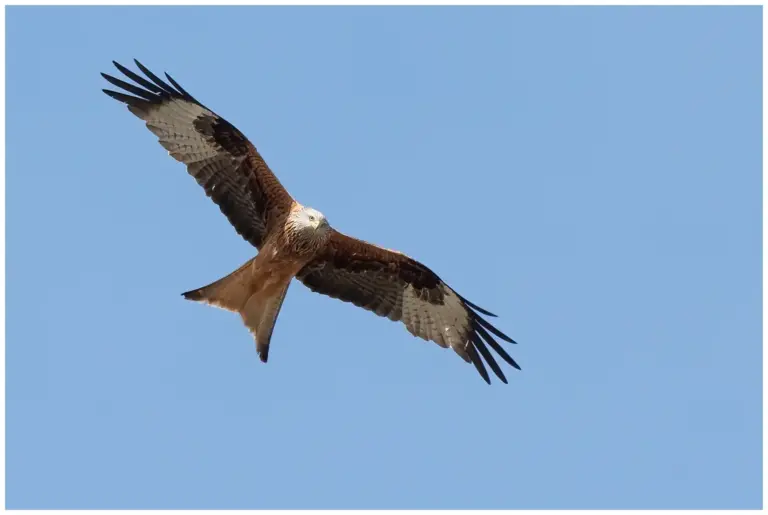 Röd Glada – (Red Kite)