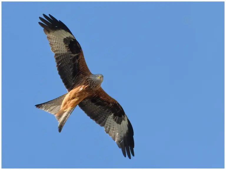 Röd Glada – (Red Kite)