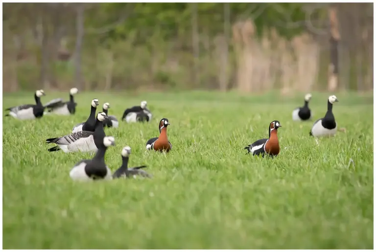 Rödhalsad Gås - Red-breated Goose