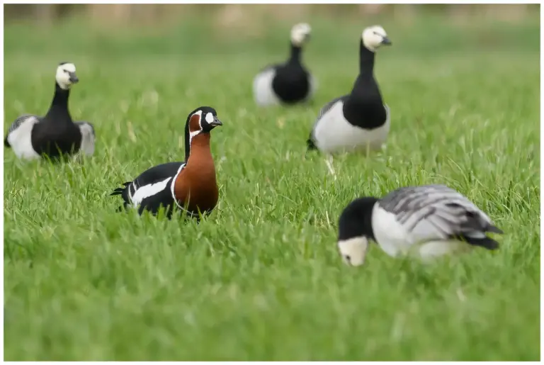 Rödhalsad Gås - Red-breated Goose