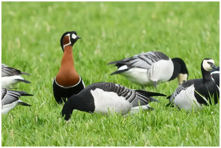 Rödhalsad Gås - Red-breated Goose