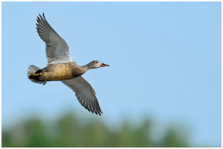 Snatterand - (Gadwall)