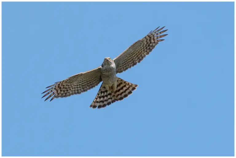 Sparvhök - (Eurasian Sparrowhawk)