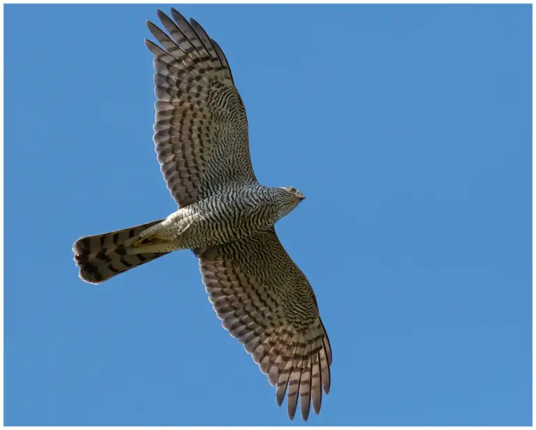 Sparvhök - (Eurasian Sparrowhawk)