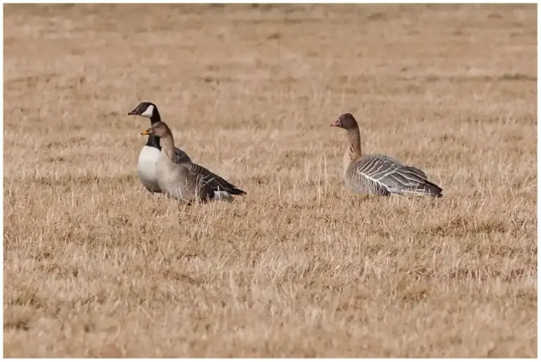 Spetsbergsgås - (Pink-footed Goose)