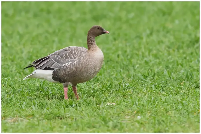 Spetsbergsgås - (Pink-footed Goose)