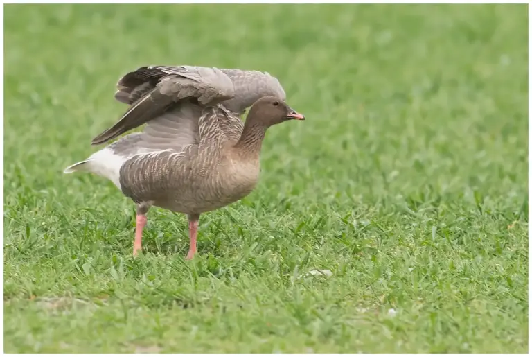 Spetsbergsgås - (Pink-footed Goose)