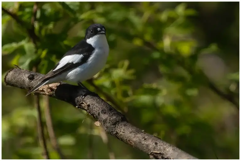 Svartvit Flugsnappare - (European Pied Flycatcher)