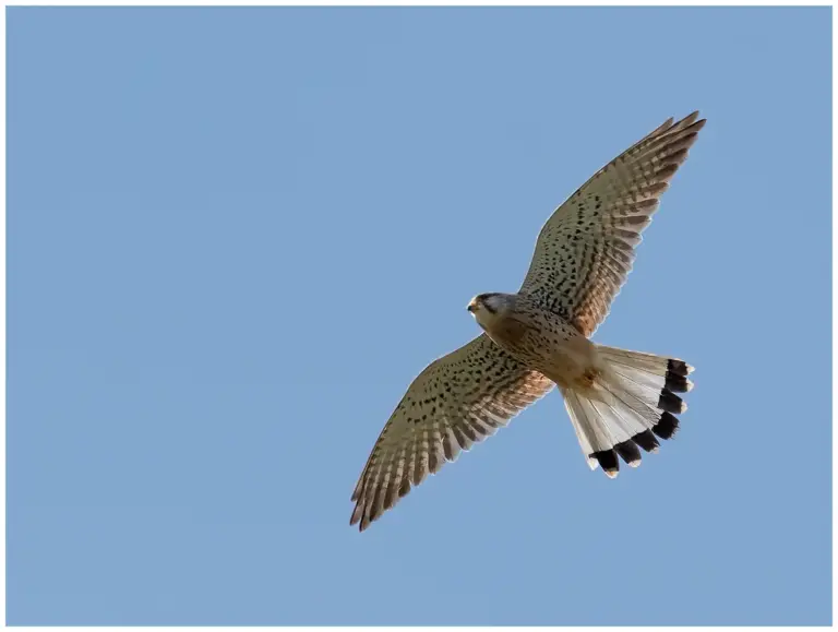 Tornfalk - )Common Kestrel)