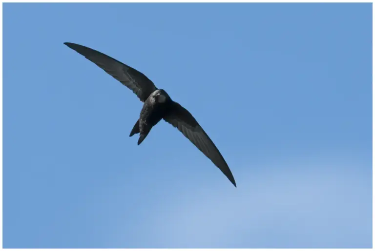 Tornseglare - (Common Swift)