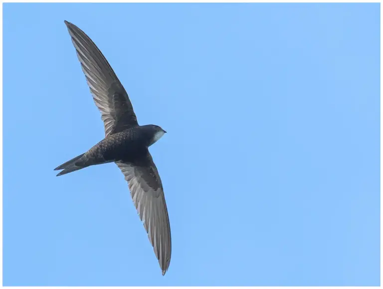 Tornseglare - (Common Swift)