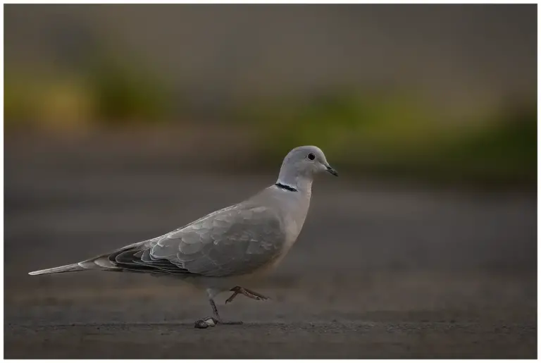 Turkduva - (Eurasian Collared Dove)