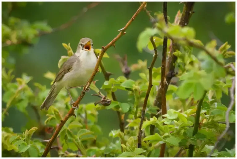 Busksångare - (Blyth’s Reed Warbler)