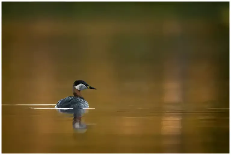 Gråhakedopping - (Red-necked Grebe)