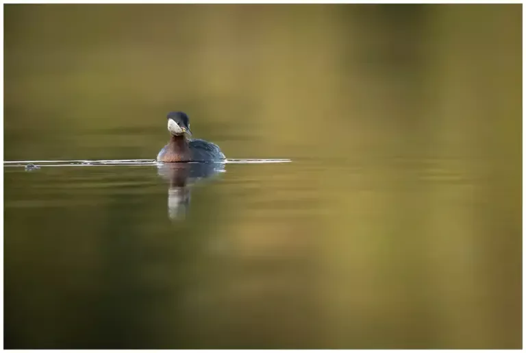 Gråhakedopping - (Red-necked Grebe)