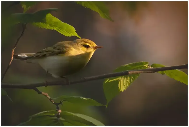 Grönsångare - (Wood Warbler)