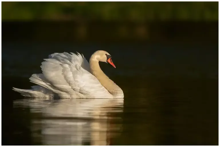 Knölsvan - (Mute Swan) 