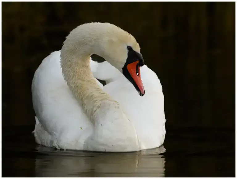 Knölsvan - (Mute Swan) 