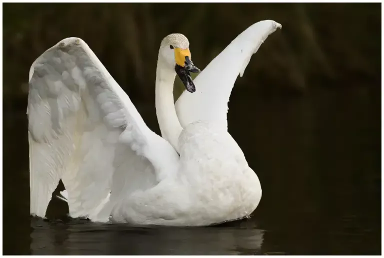 sångsvan - whooper swan