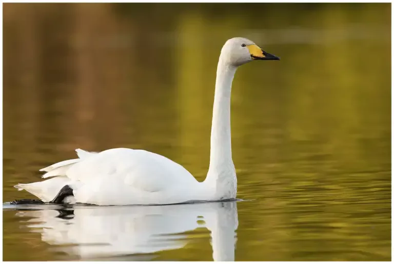 sångsvan - whooper swan