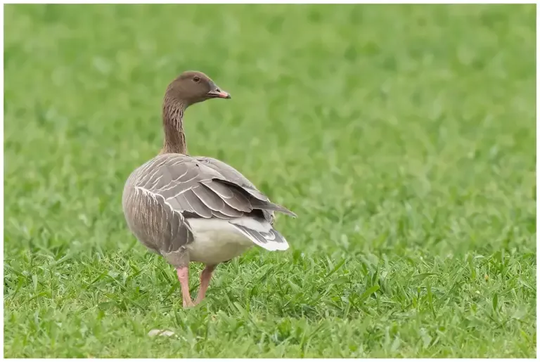Spetsbergsgås - (Pink-footed Goose)