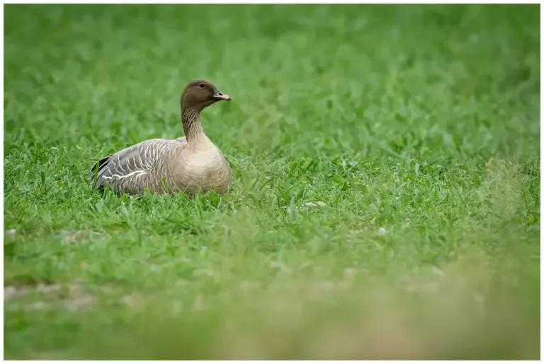 Spetsbergsgås - (Pink-footed Goose)