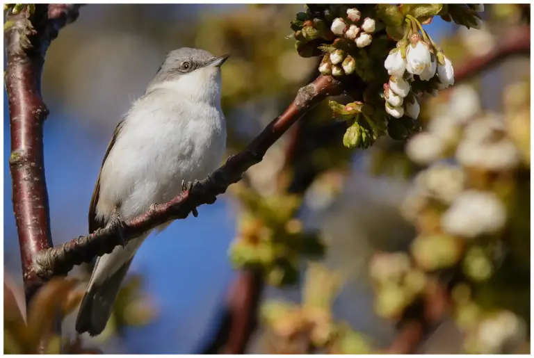 Ärtsångare - (Lesser Whitethroat)