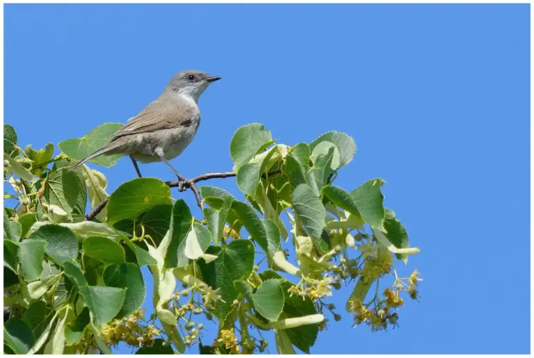 Ärtsångare - (Lesser Whitethroat)