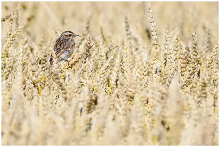 Buskskvätta - (Whinchat)