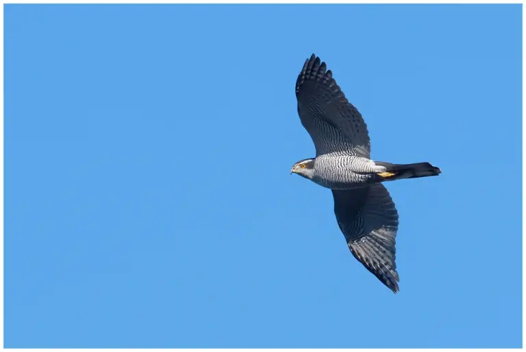 Duvhök - (Northern Goshawk)