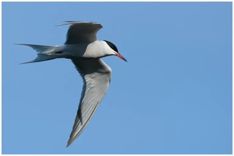 Fisktärna - (Common Tern)