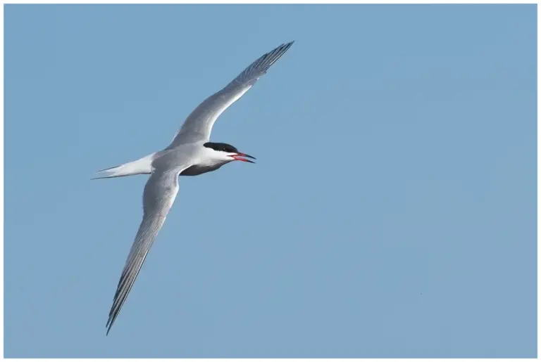 Fisktärna - (Common Tern)