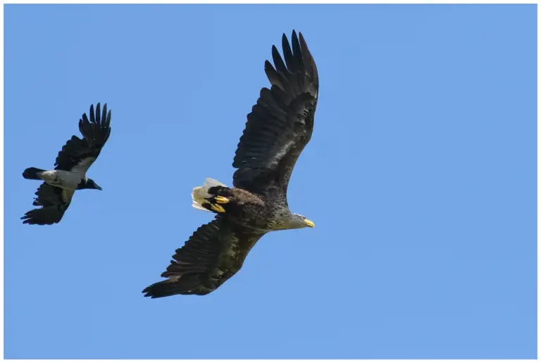 Havsörn - (White-tailed Eagle)