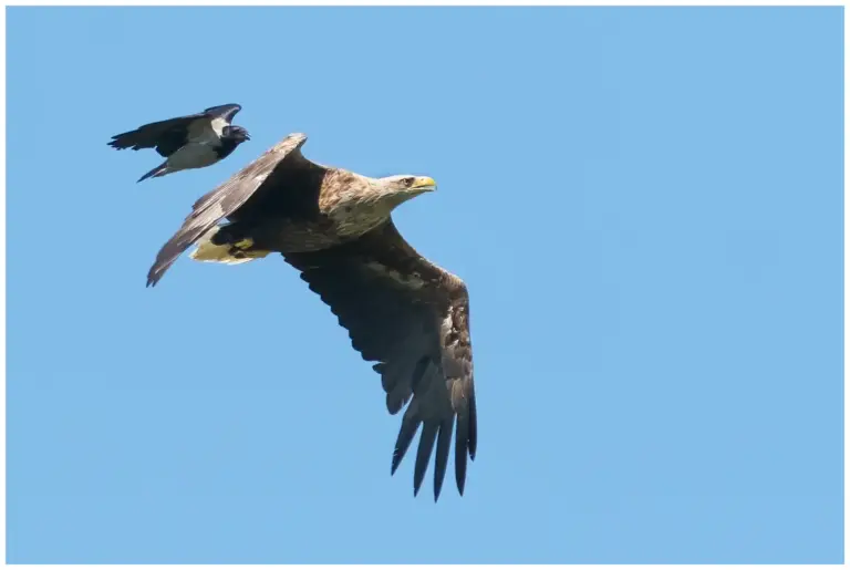 Havsörn - (White-tailed Eagle)