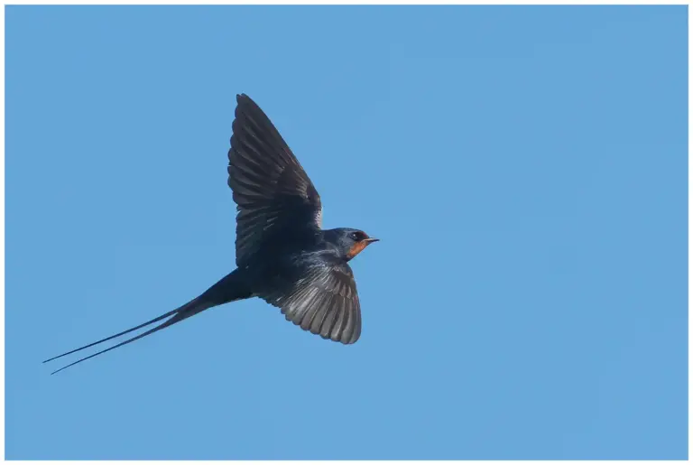 Ladusvala - (Barn Swallow)