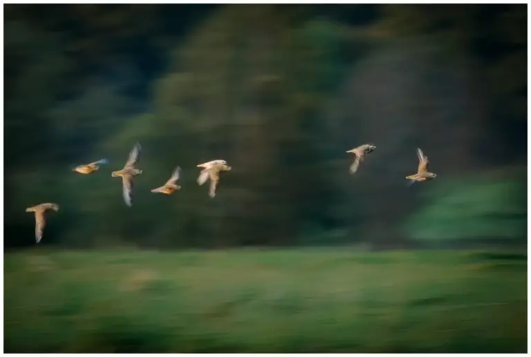 Ljungpipare - (European Golden Plover) - flygande flock