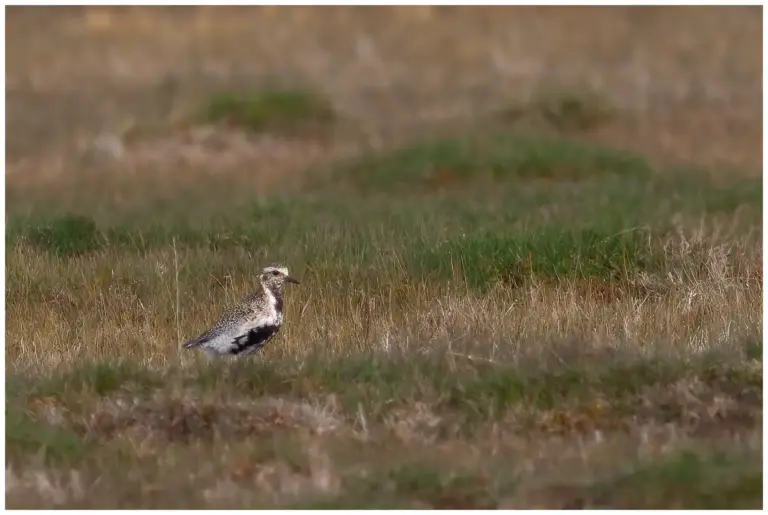 Ljungpipare - (European Golden Plover)