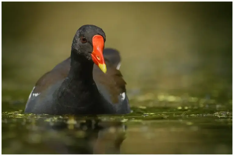 Rörhöna - (Common Moorhen)