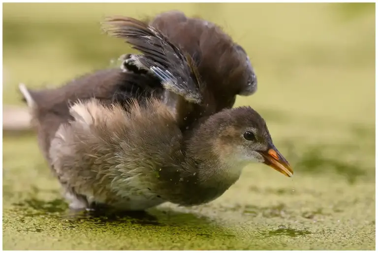 Rörhöna - (Common Moorhen) - ungfågel